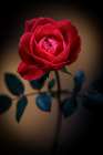USA-Colorado-Loveland Rose close-up Art Print
